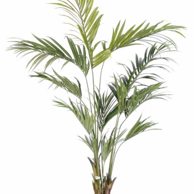 kentia palm