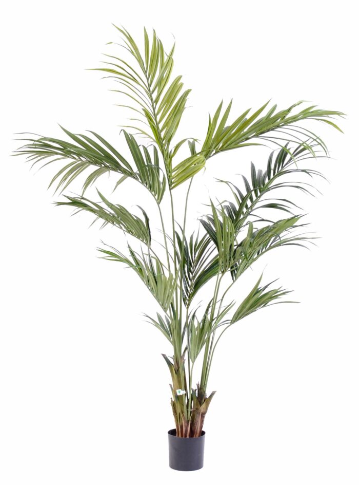 kentia palm