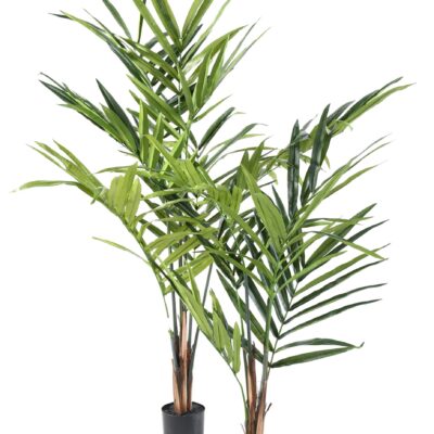 kentia palm eco 1