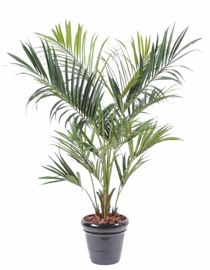kentia royal 1