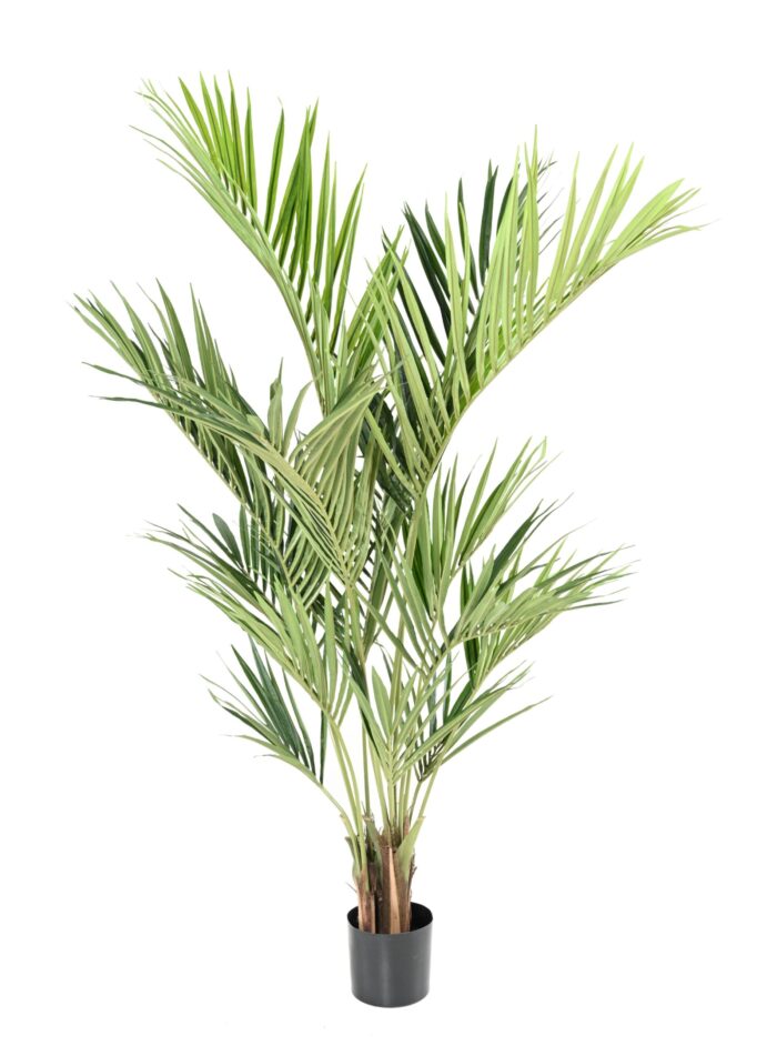 kentia royal 2 scaled