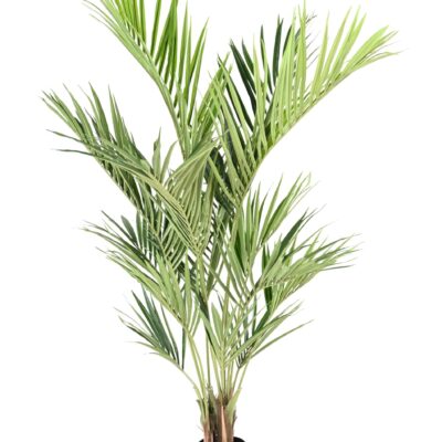 kentia royal fr fire resistant scaled