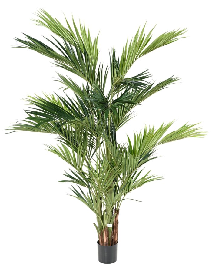 kentia royal scaled