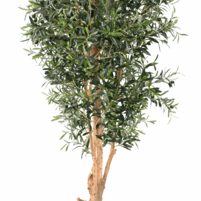 knotty trunk olive tree 170 fr fire resistant scaled