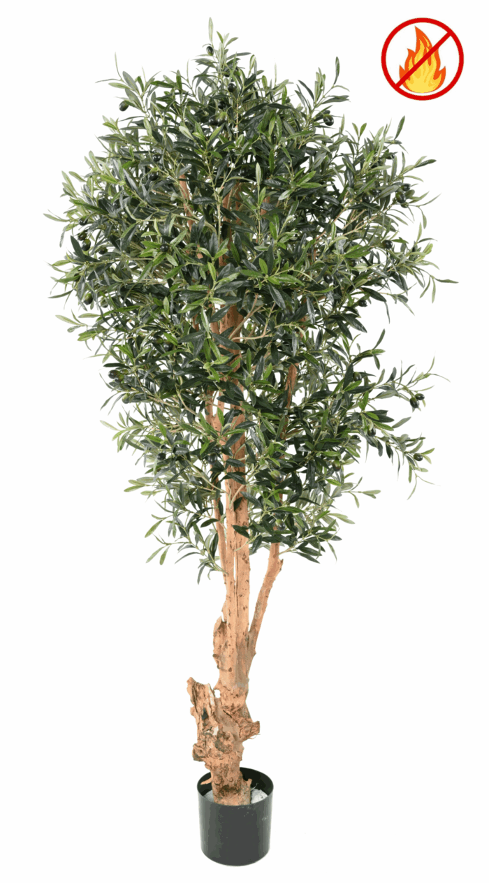 knotty trunk olive tree 170 fr fire resistant scaled