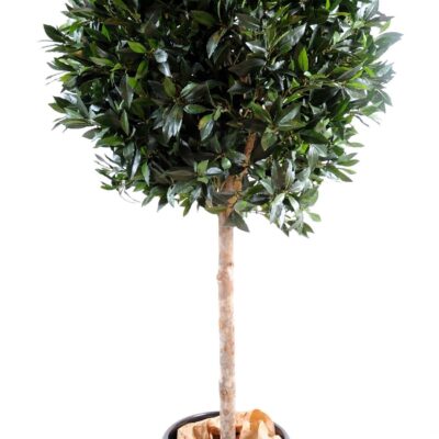 laurel ball luxury stem 1