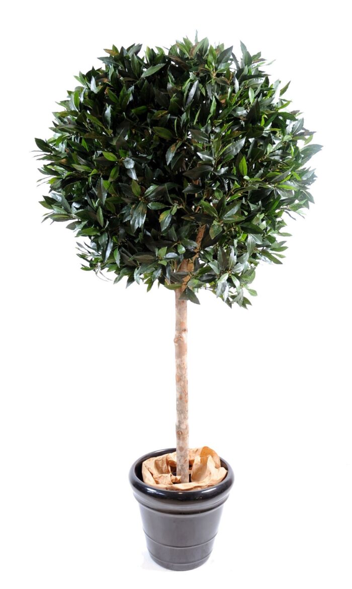 laurel ball luxury stem 1