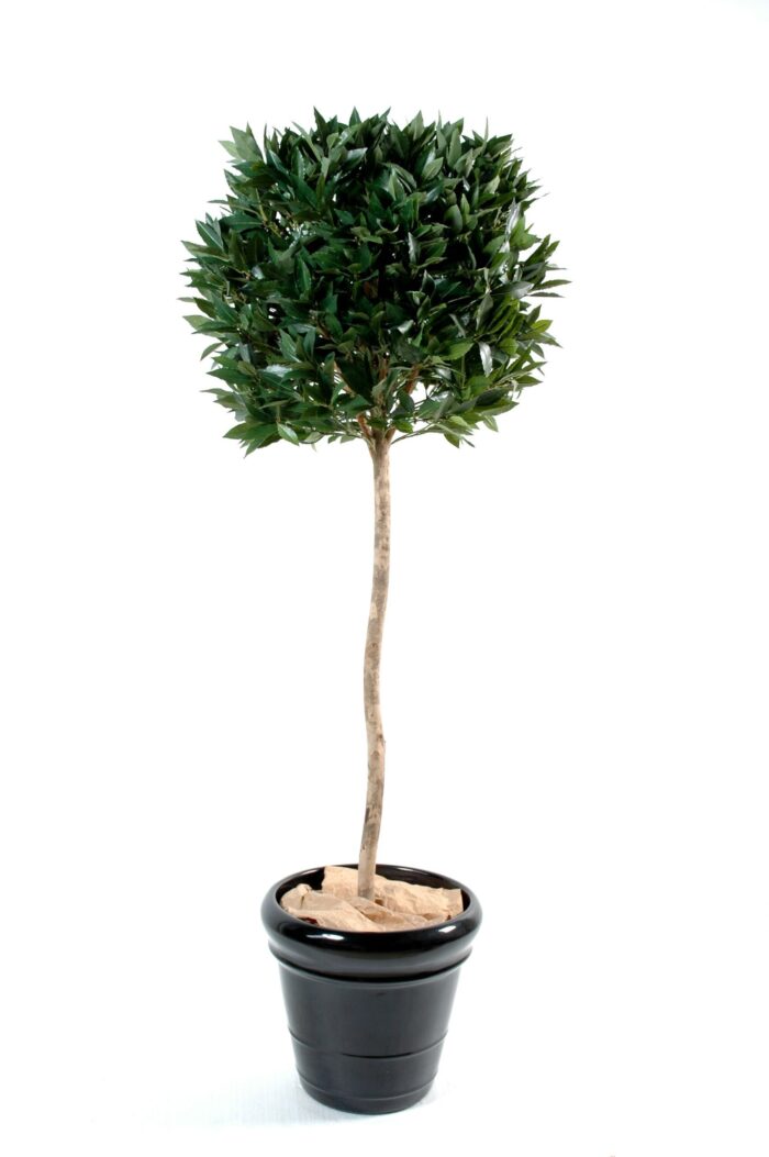 laurel ball luxury stem scaled