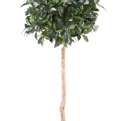 laurel ball stem scaled