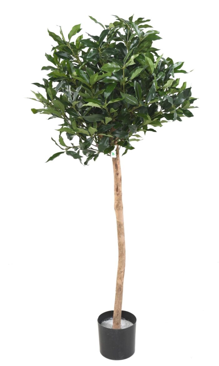 laurel lusitanica rod scaled