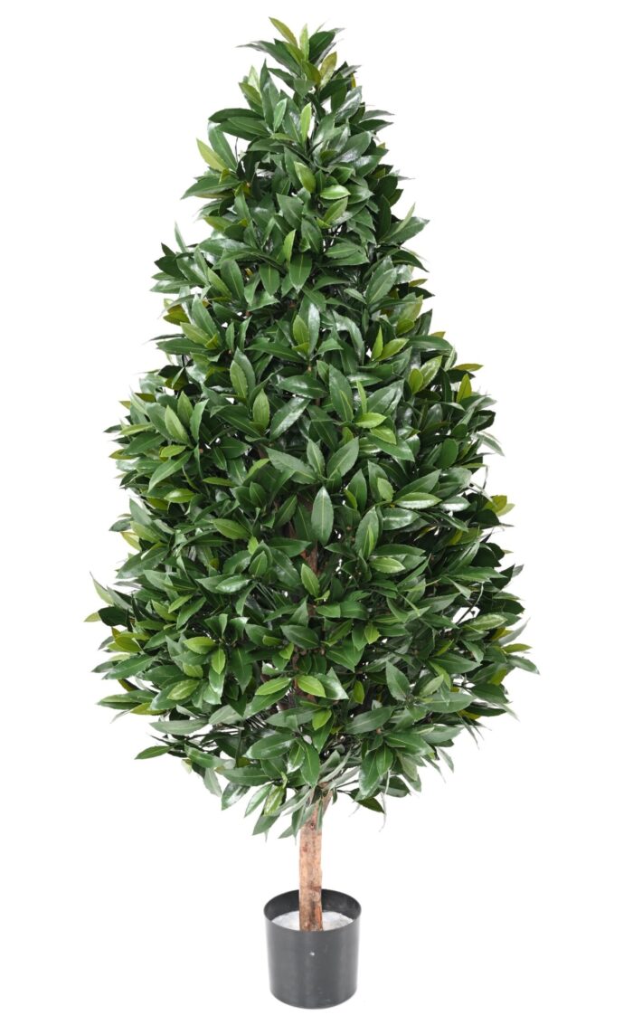 laurel nobilis new cone large uv 1 scaled