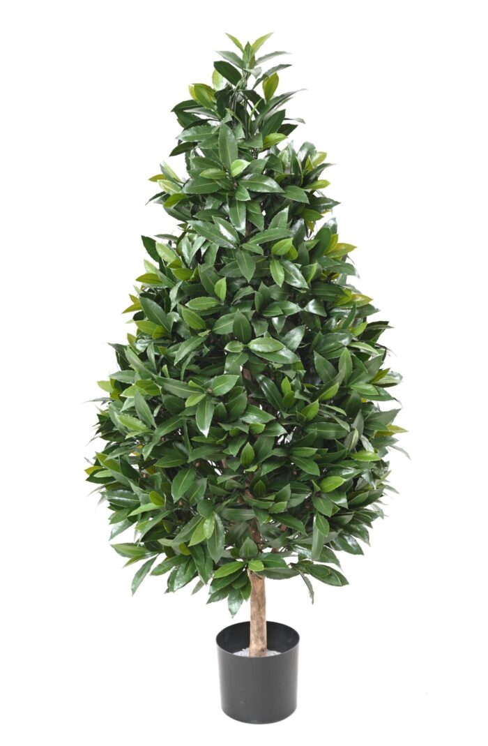 laurel nobilis new cone large uv scaled