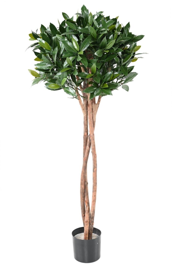 laurel nobilis new stem ball 130 uv scaled