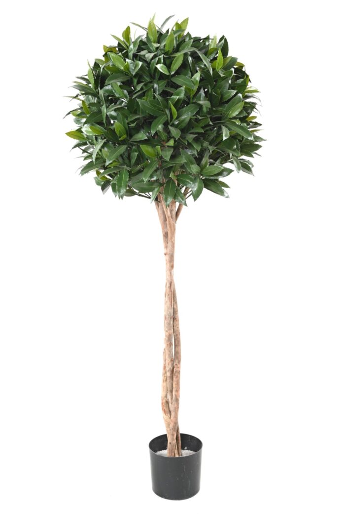 laurel nobilis new stem ball 145 uv scaled
