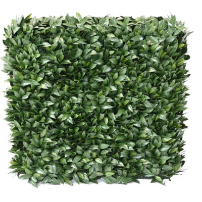 laurel nobilis new uv hedge 1