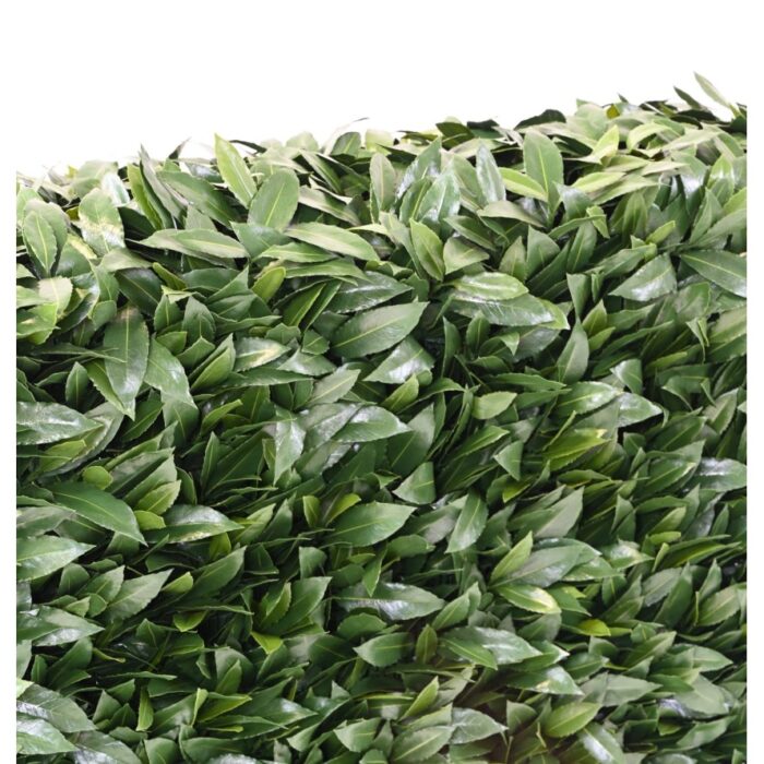 laurel nobilis new uv hedge 2