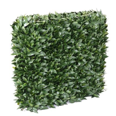 laurel nobilis new uv hedge