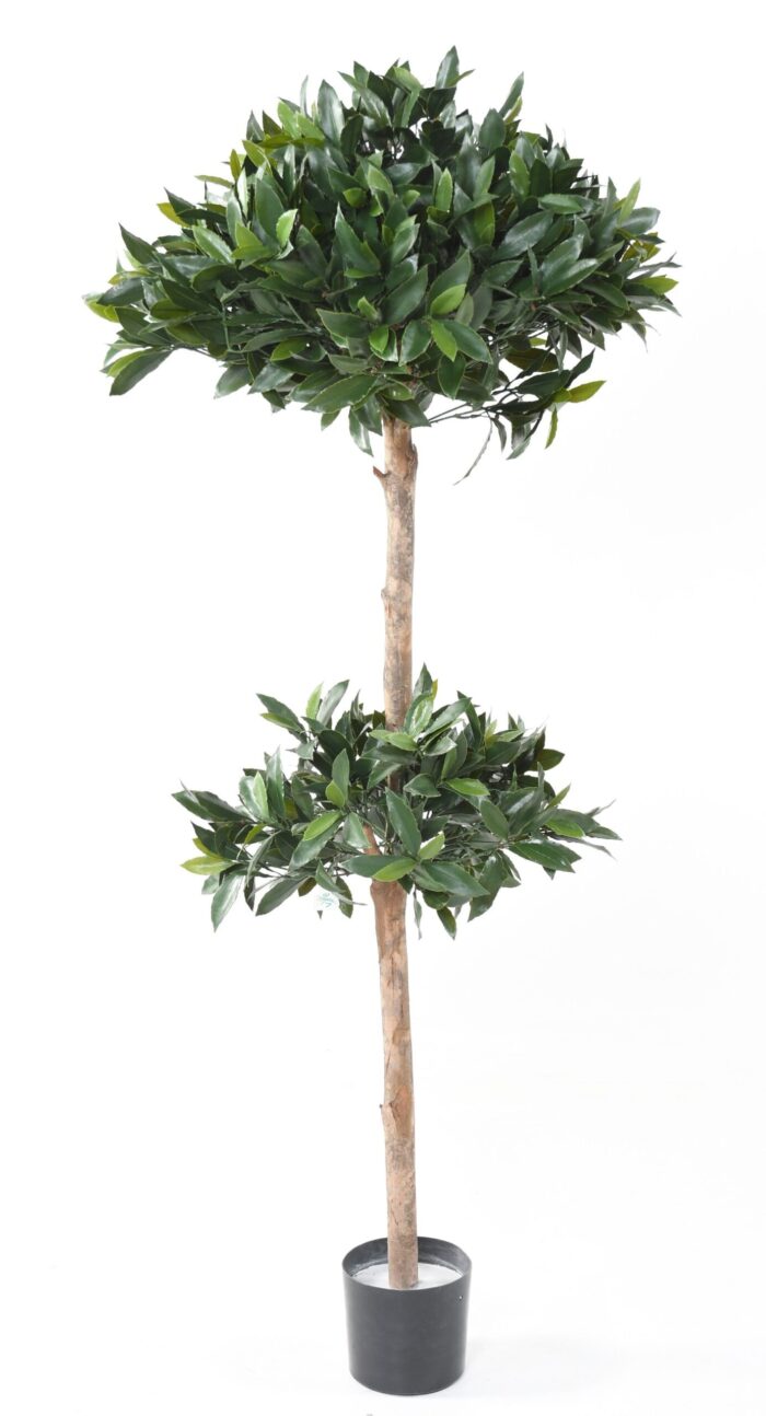laurel nobilis stem double uv ball scaled