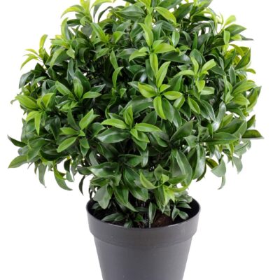laurel plast bush 2