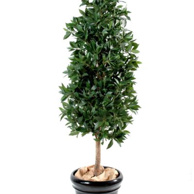 laurel pyramid luxury scaled