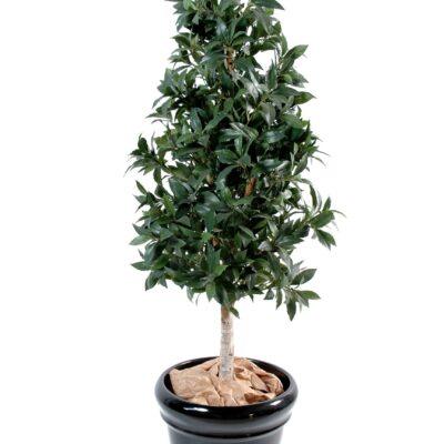 laurel pyramid scaled