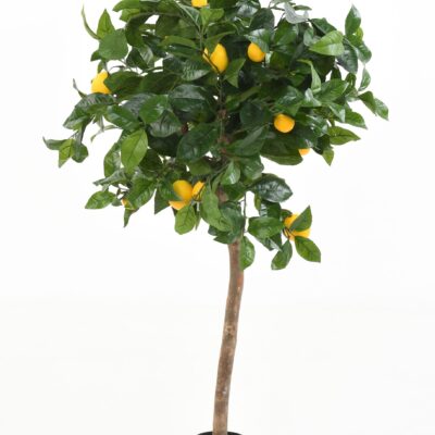 lemon head 110 scaled