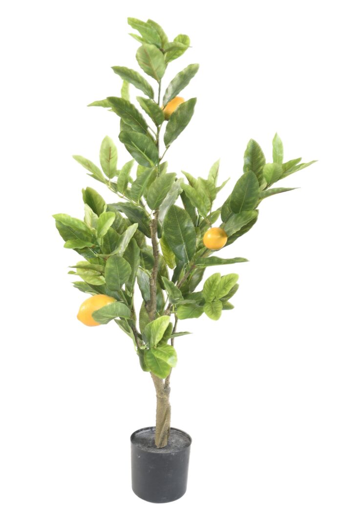 lemon tree 90 cm scaled