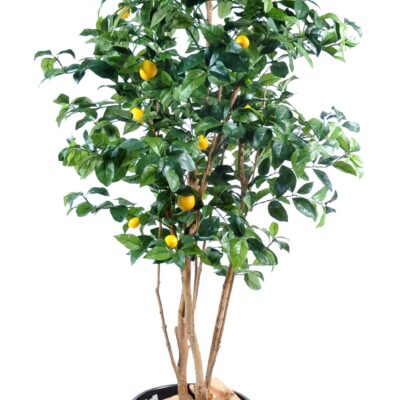 lemon tree new 1