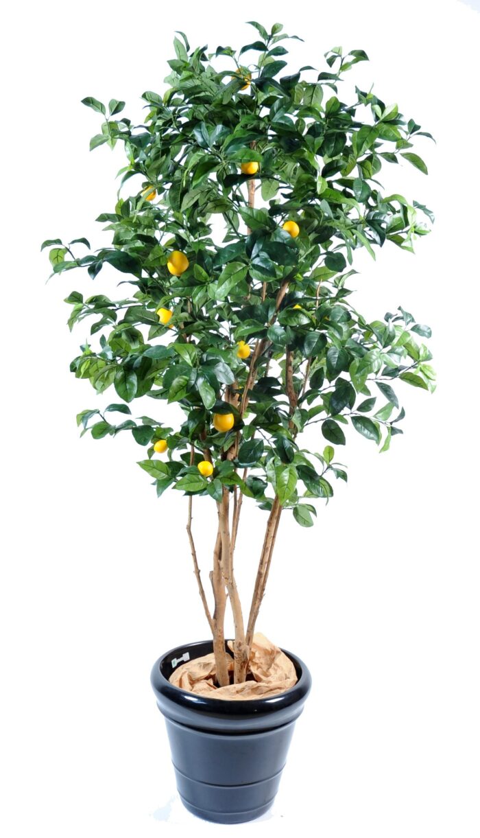 lemon tree new 1