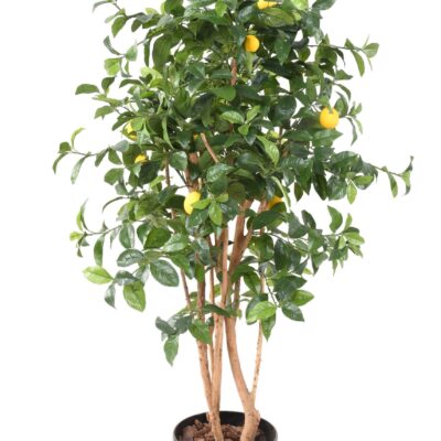 lemon tree new scaled