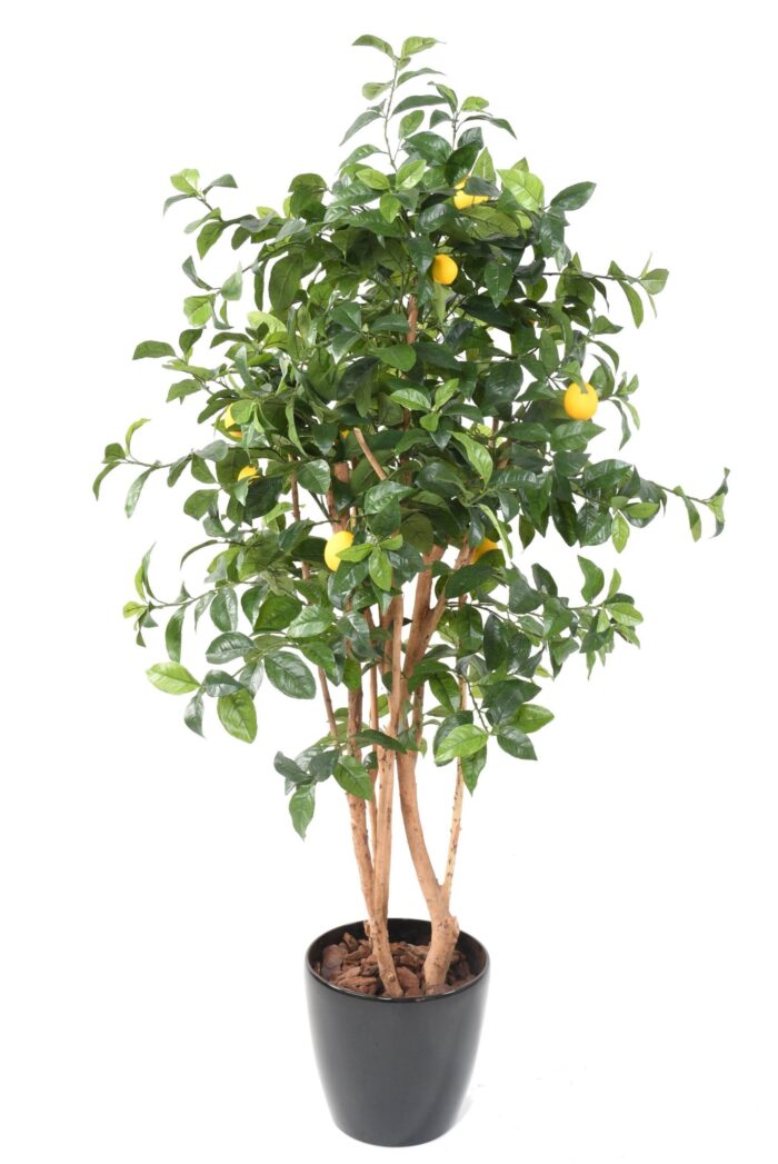 lemon tree new scaled