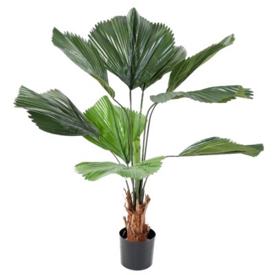 licuala grandis scaled