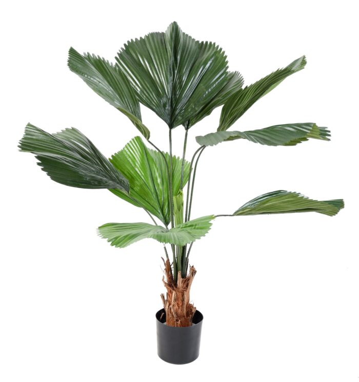 licuala grandis scaled