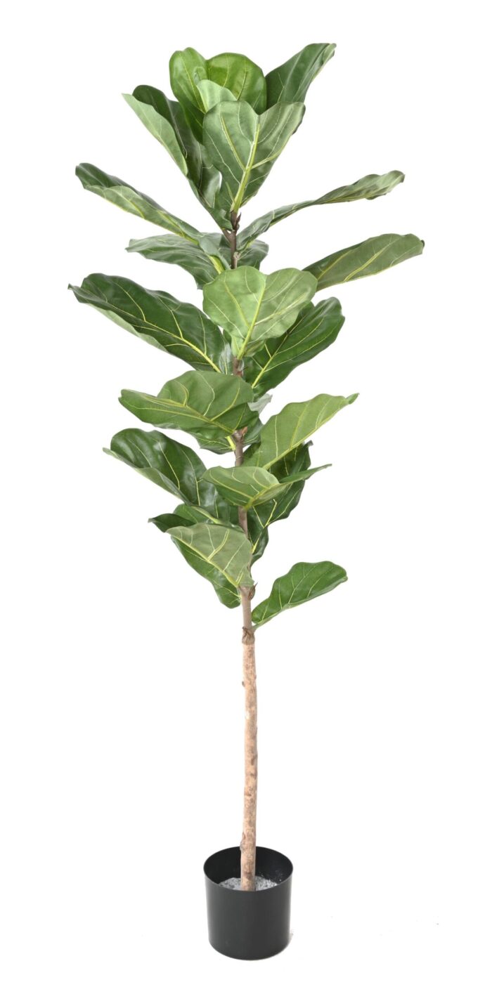 lyrata 2 scaled