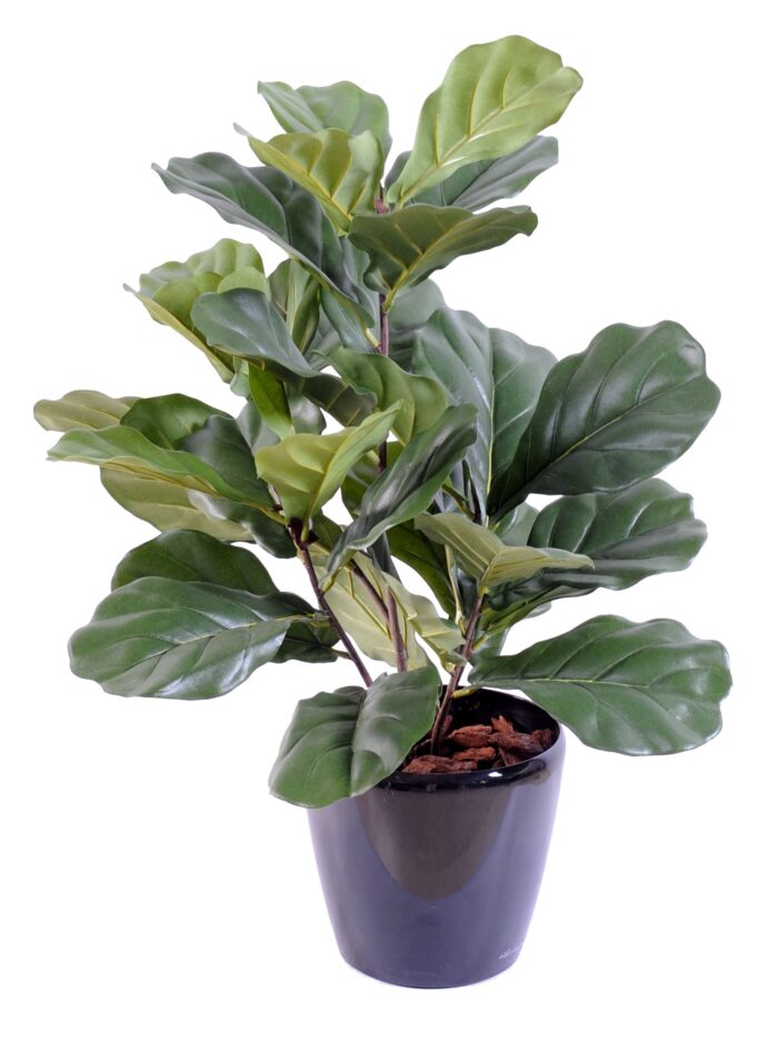 lyrata bush