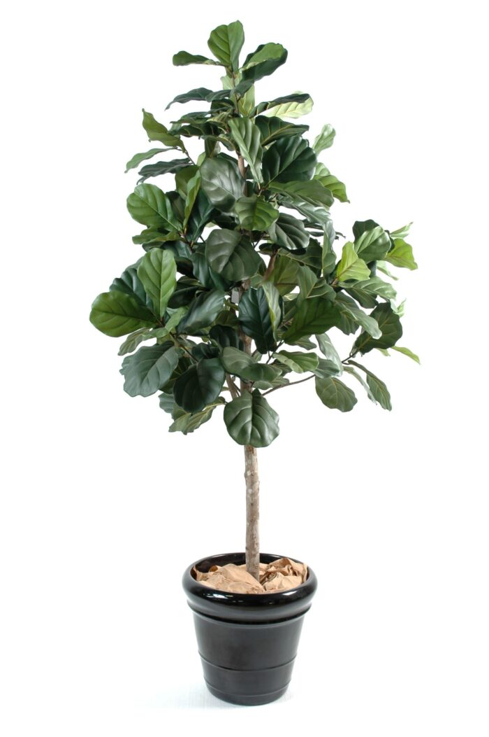 lyrata fig tree scaled
