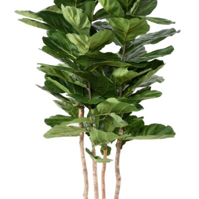 lyrata multi gf 2m scaled