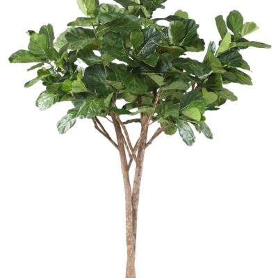 lyrata multi tree 3m scaled