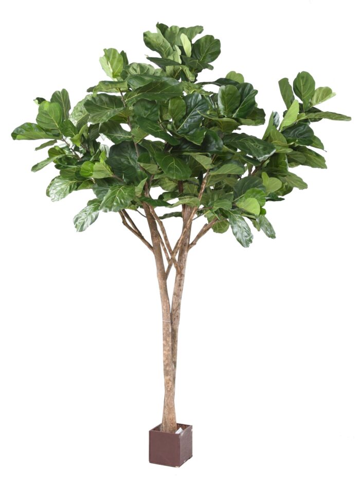 lyrata multi tree 3m scaled