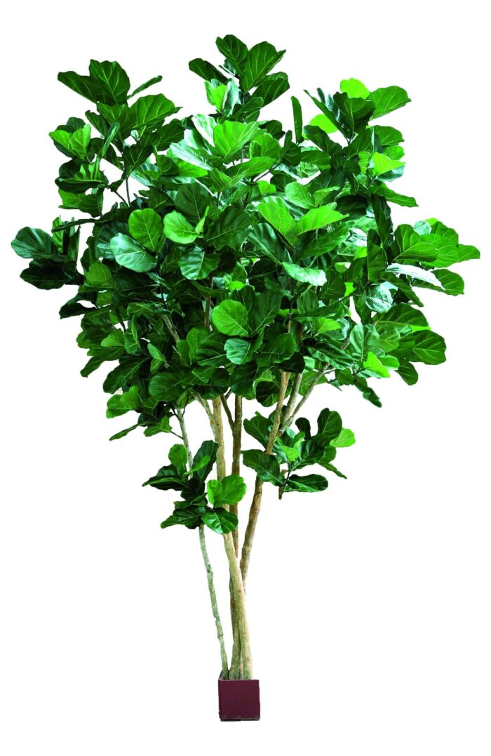 lyrata multi tree