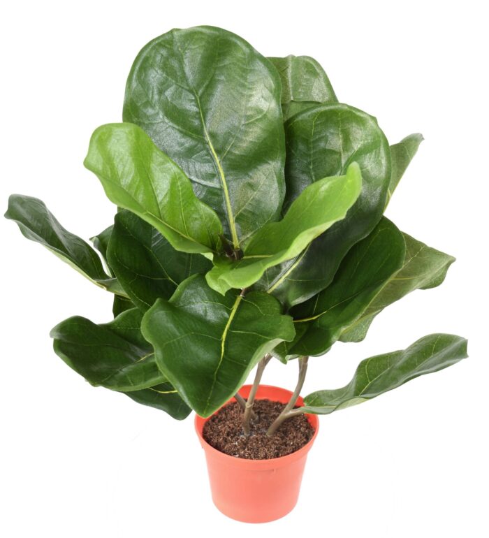 lyrata pot scaled
