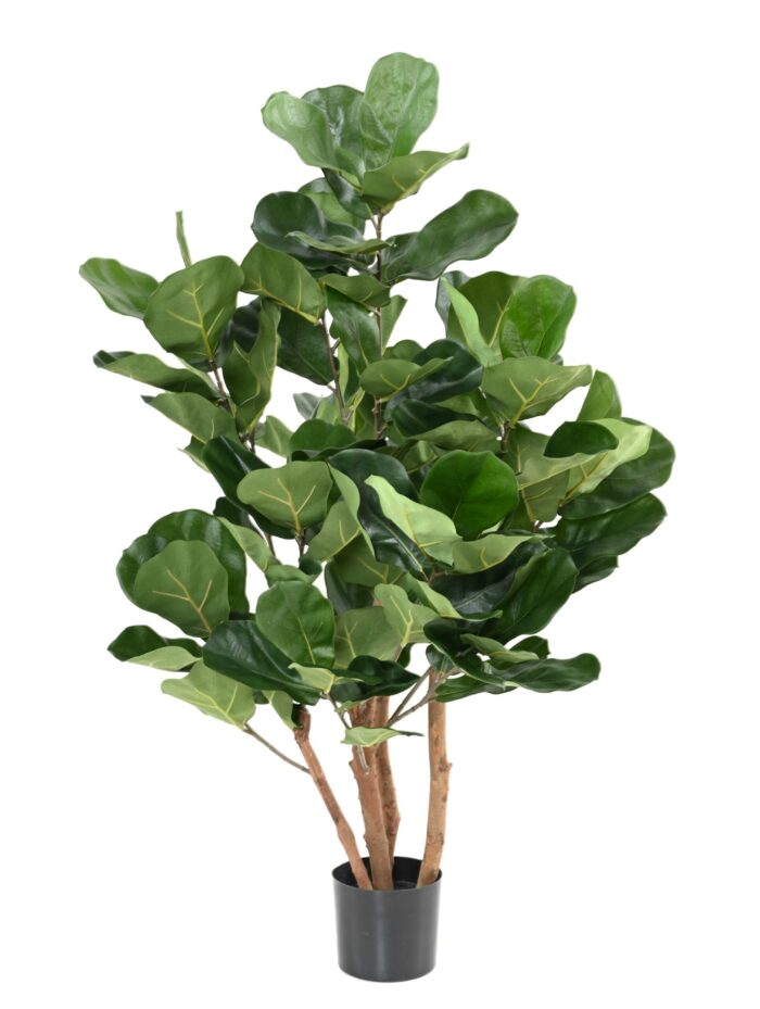 lyrata royal buisson scaled