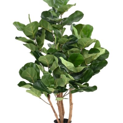 lyrata royal bush fr fire resistant scaled
