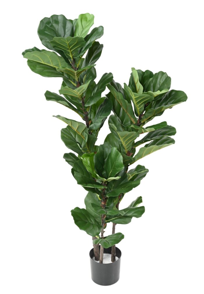 lyrata stem 1 scaled