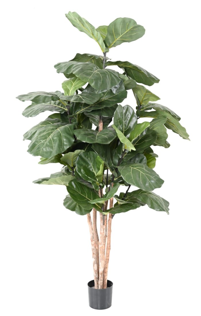 lyrata stem 2 scaled
