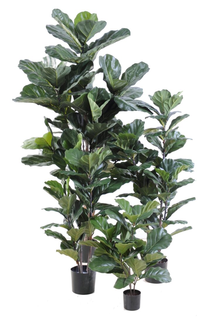 lyrata stem