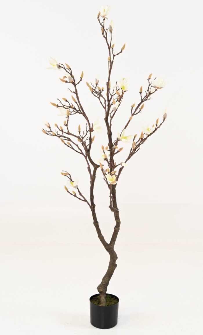 magnolia 150 scaled