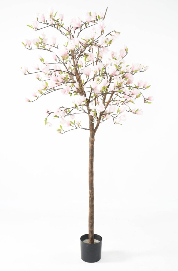 magnolia flower tulip tree in japan scaled