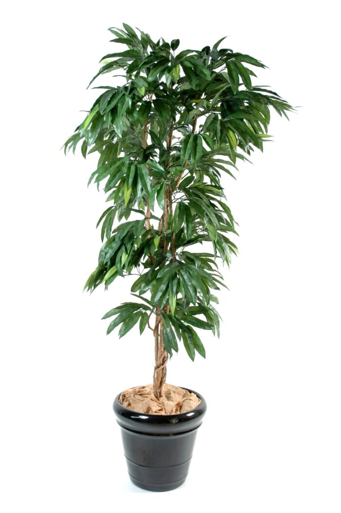 mango tree scaled