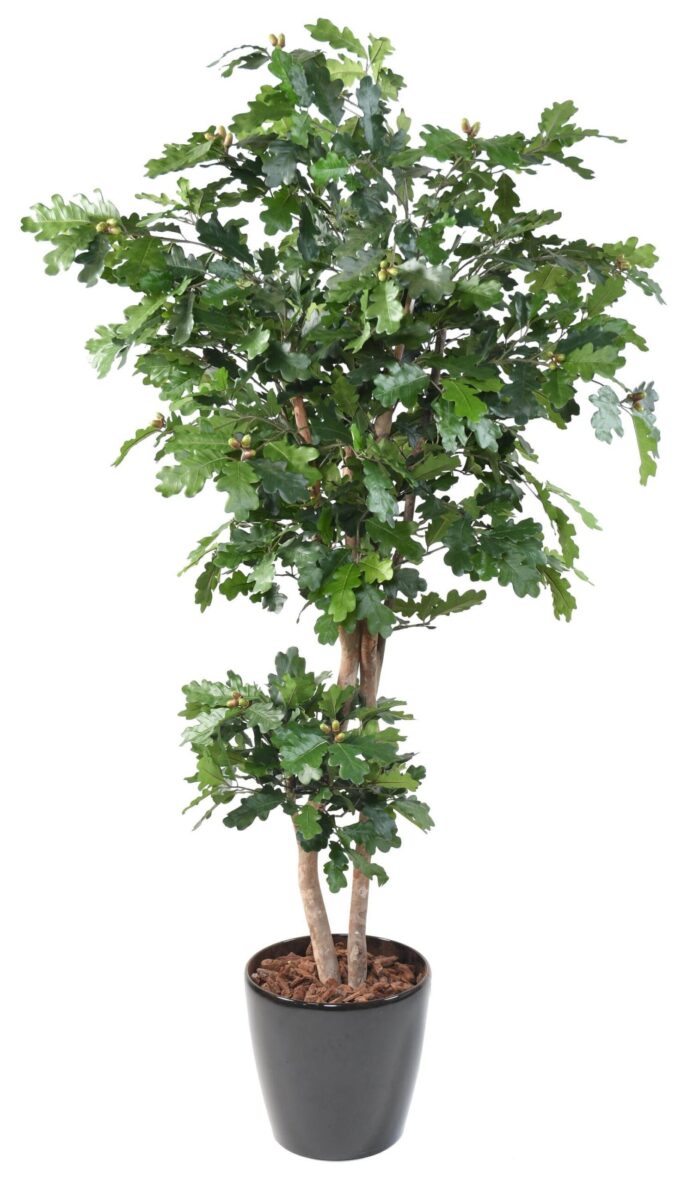 oak new scaled